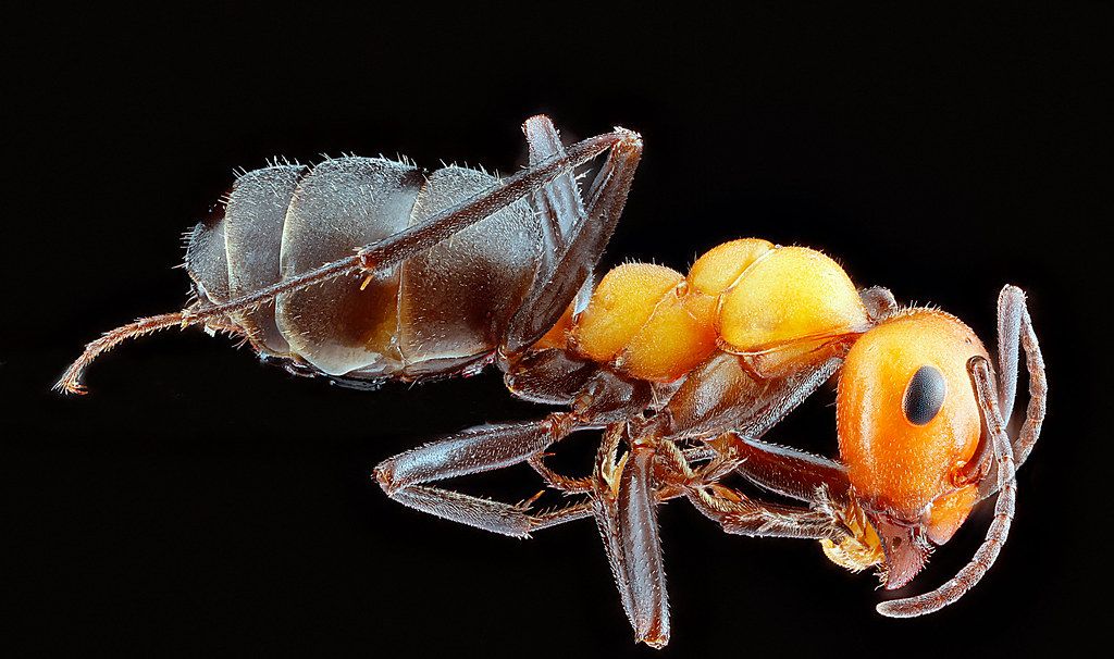 Ant Control service in Apple Valley, MN