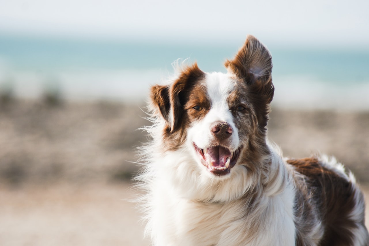 Flea & Tick Control service in Apple Valley, MN