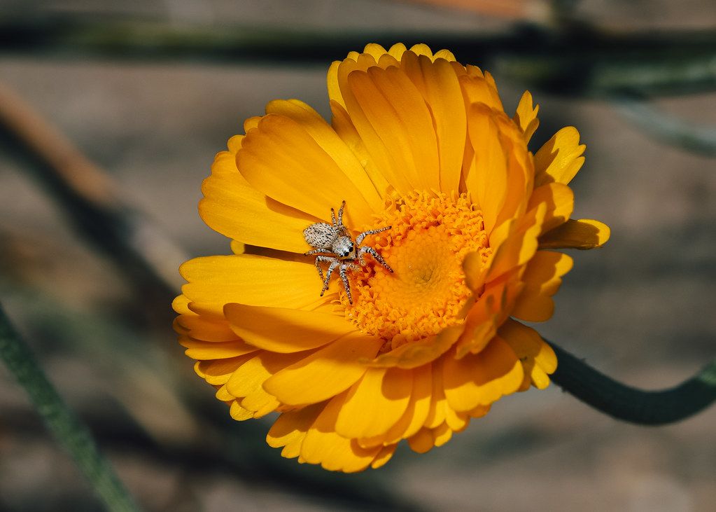 Spider Control service in Apple Valley, MN